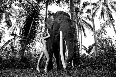 Elephant nude II
