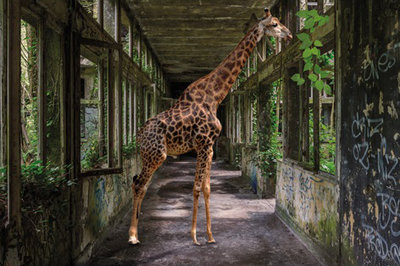 Big in the building - Fotokunst gebouw giraffe