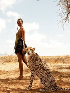 Cheetah 