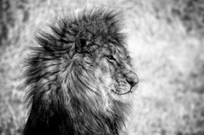 The Lion BW