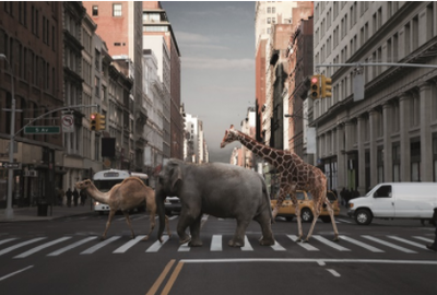 Fotokunstwerk - Animals in the city