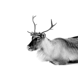 Caribou - Fotokunst hert - 120 x 80 cm - NU IN SALE 