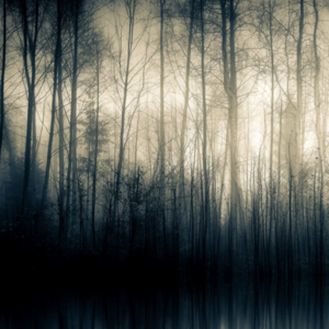 Forest Whispers Part I