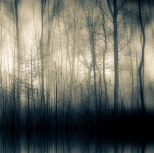 Forest Whispers Part II