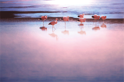 Fotokunst flamingo's