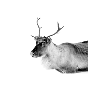 Caribou - Fotokunst hert