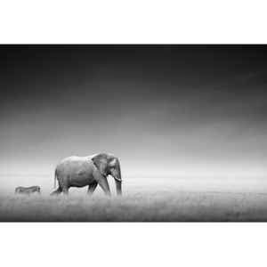 Fotokunst olifant en zebra