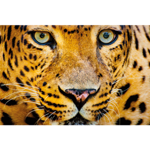 Fotokunst luipaard