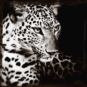 Leopards gaze