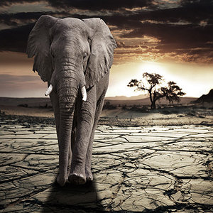 Elephant in dusk