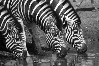 Zebras