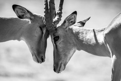 Antelopes