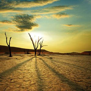 Dessert Landscape