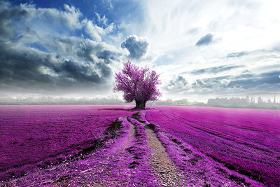 Purple tranquility