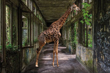 Big-in-the-building-Fotokunst-gebouw-giraffe