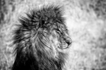 The-Lion-BW