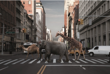Fotokunstwerk-Animals-in-the-city