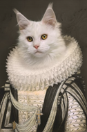 Fotokunst-Prince-Royal-Cat