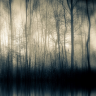 Forest-Whispers-Part-II