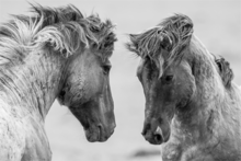 Fotokunst-paarden