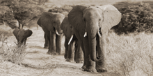 Fotokunst-olifanten-160x80-cm