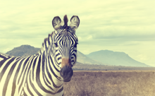 Fotokunst-vintage-zebra