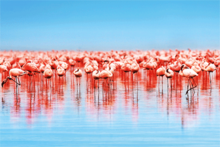 Fotokunst-flamingos