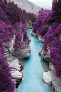 Purple-Flowers-Fotokunst-nature