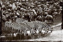 Synchronized-nature