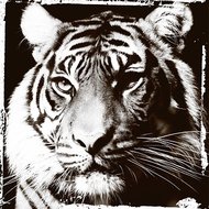 Tigers-gaze