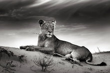 Lioness