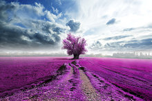 Purple-tranquility