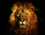 Lion's law_8