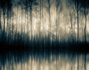 Forest whispers_8