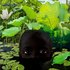 The lotus flower_8