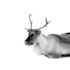 Caribou - Fotokunst hert - 120 x 80 cm - NU IN SALE _8
