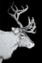 Reindeer - Fotokunst rendier_8