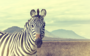 Fotokunst vintage zebra_8