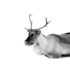 Caribou - Fotokunst hert_8