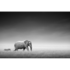 Fotokunst olifant en zebra_8