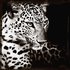 Leopards gaze_8