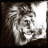 Lion's prowess_8
